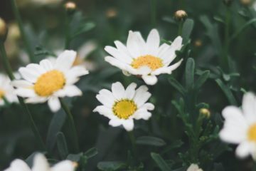 shallow focus photograph of daisy flower