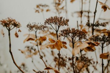 brown plant and flowers