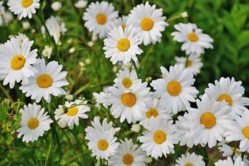nature flowers garden plant