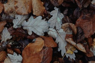 autumn leaves